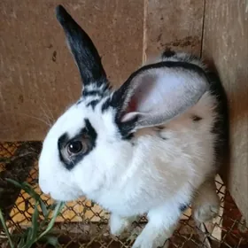 Кролики полвеликан