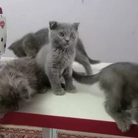 Веслауха пишик чага