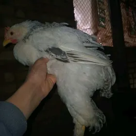 brama balgar jüje horaz