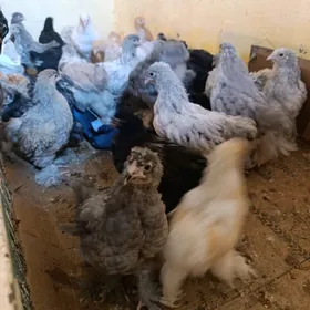 жуйже брама