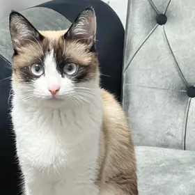 Котенок Сноу ШУ