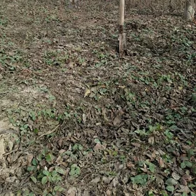 Акция клубника  нал акция