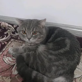 кот скотиш страйт