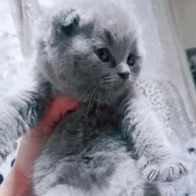 Шотландский Котята
