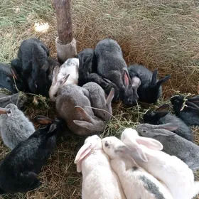 Сатлык товшан чагалары