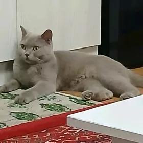 BRITANES paroda pisik