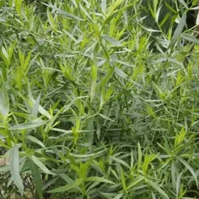 ТАРХУН (ЭСТРАГОН)