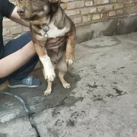 ИТ. Оригинал Пончик.