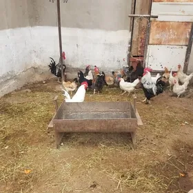 Товук Хораз