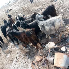 geçiller we serkeler