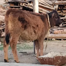 SATLIK TÜWE TOHIM MAL