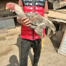 arasa tohum Baýes Özbek