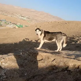 ARÇI 2Ýaş oýunjyl paspurty bar