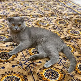 вислоухий кот