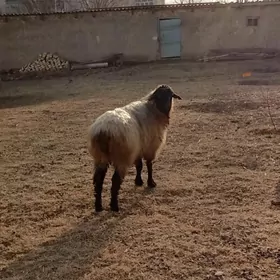 iymde duran goyunlar