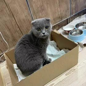 вислоухая кошка