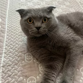 ищем девочку для мальчика