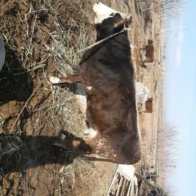 Sygyr  сыгыр корова