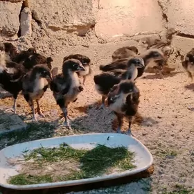 Jersi gigant Джерси гигант