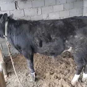 satlyk okuzce yas 1,2