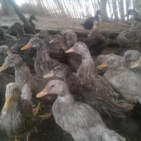 gowy gazlar 90gun bolan