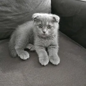 Şotlandskaya wislouha