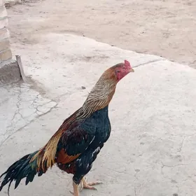 Байсок хораз