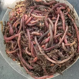 Балык тутулйан гурт