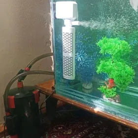 Garaşaryna kredit Akwarum