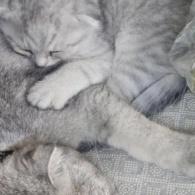 шатланская шиншила веслаухая