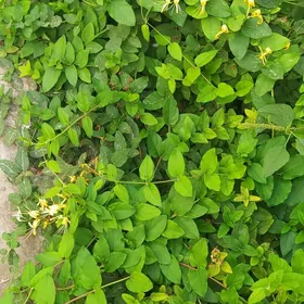 Жасмин жимолость