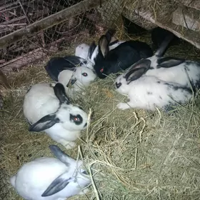 pol velikan. çagalary