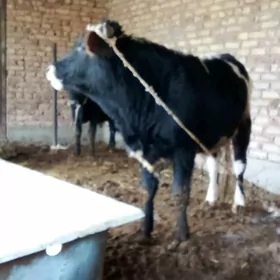 Öküz Tohum Gibrit 2 ýaşynda