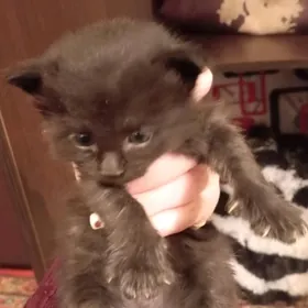 в добрые руки ️