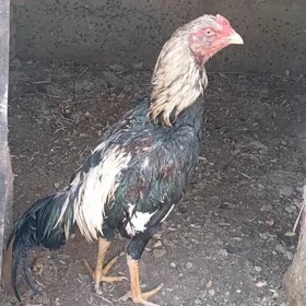 baysy horazbaysy horaz