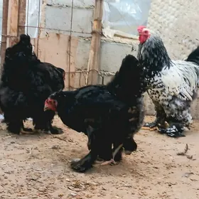 Brama 2 maki 1 horaz