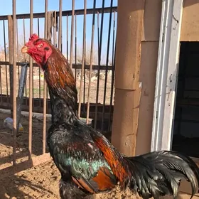 Horaz tohumlyk üçin