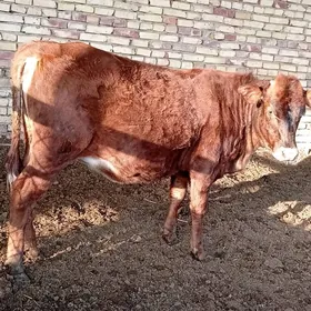 Bakylan Yash gulajyn