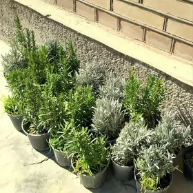 Розмарин,Лаванда