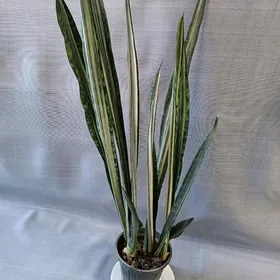 САНСЕВИЕРИЯ Бентель Сенсейшн