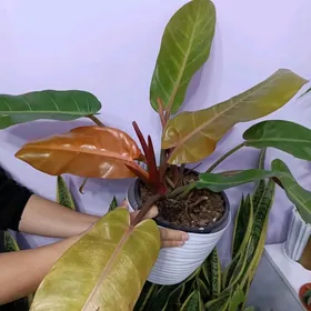 ФИЛОДЕНДРОН