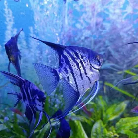 Скалярии Альтум зебра "ОБМЕН "