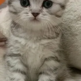 шотландский катята