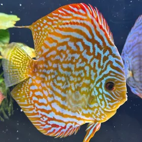 дискусы рабочая пара