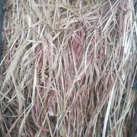 Ot arassa (sudanka-garajowen)