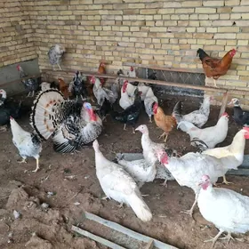 towuk horaz induk ordek