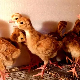 Asassa owgan induk jüýjesi