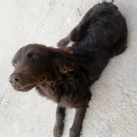 ахотнит кучик