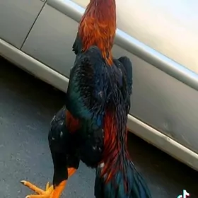 turk paroda yumurtga