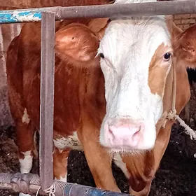 awstraliski smental sygyr